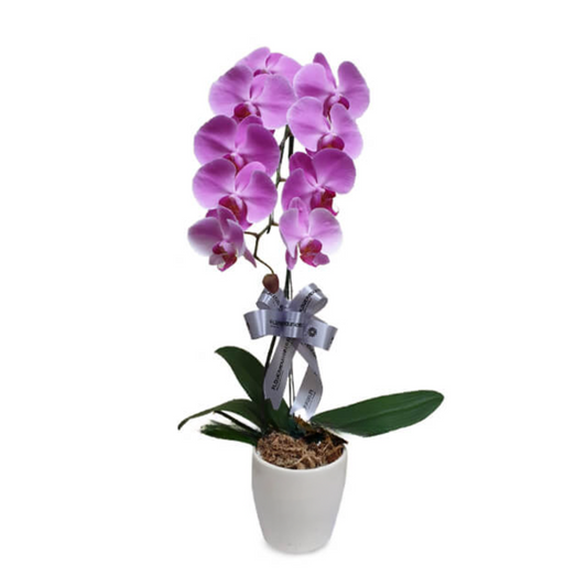 Single purple orchid arrangement-Elegance modesty