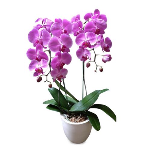 Bunga Valentine Orchid: Kesan Eksotis dan Mewah