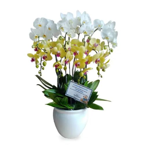 Bunga Anggrek Classy - Orchid Radiance